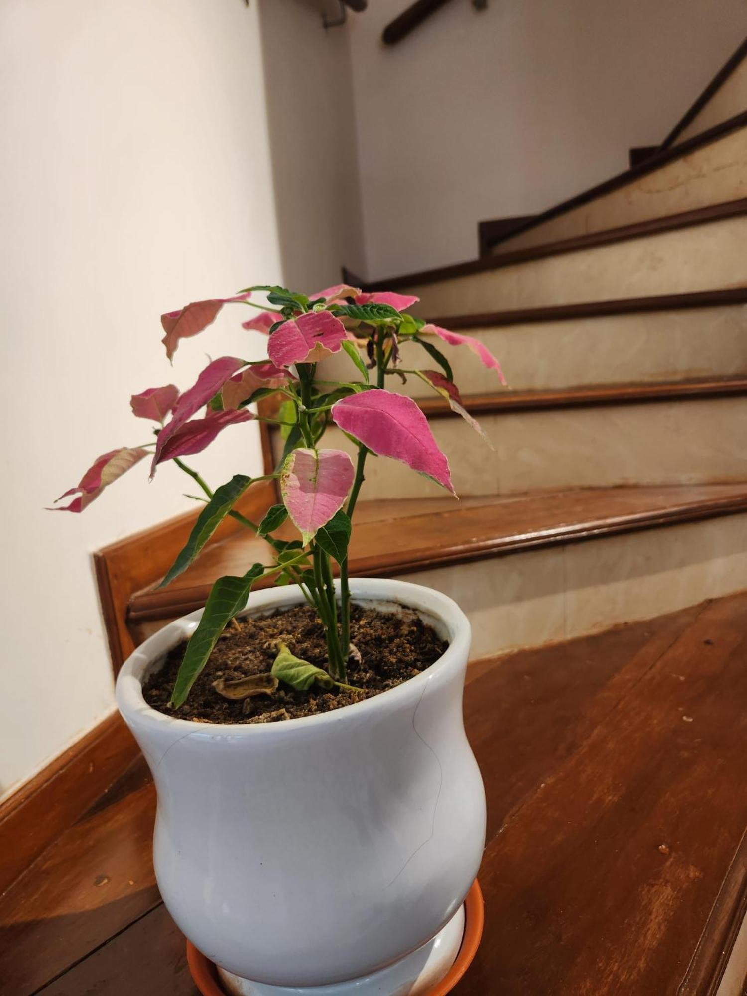 Ederra Stays & Cafe Panaji Εξωτερικό φωτογραφία
